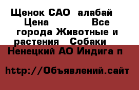 Щенок САО (алабай) › Цена ­ 10 000 - Все города Животные и растения » Собаки   . Ненецкий АО,Индига п.